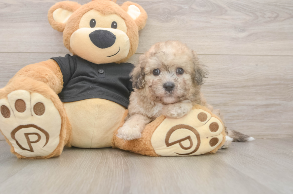 5 week old Poochon Puppy For Sale - Windy City Pups