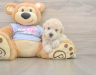 8 week old Poochon Puppy For Sale - Windy City Pups