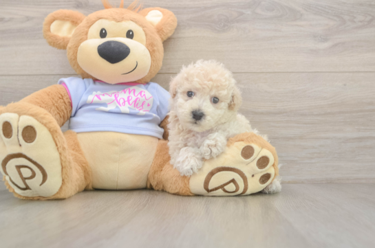 5 week old Poochon Puppy For Sale - Windy City Pups Poochon Pup Being Cute
