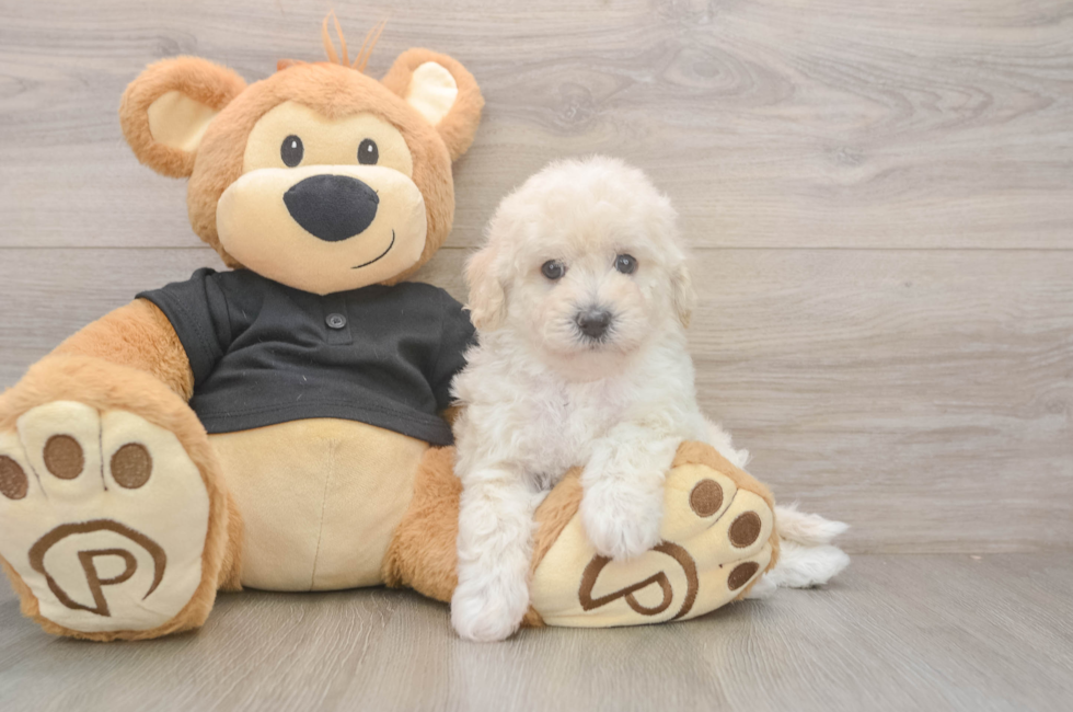 5 week old Poochon Puppy For Sale - Windy City Pups
