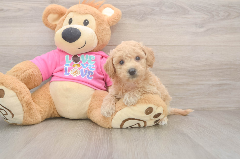 5 week old Poochon Puppy For Sale - Windy City Pups