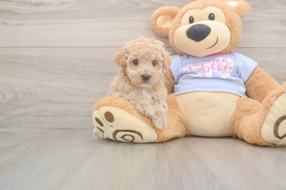 5 week old Poochon Puppy For Sale - Windy City Pups