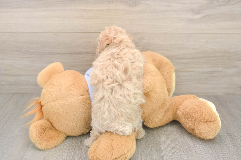 Poochon Puppy for Adoption