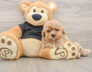 5 week old Poochon Puppy For Sale - Windy City Pups