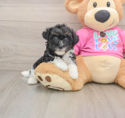 5 week old Poochon Puppy For Sale - Windy City Pups