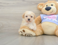 6 week old Poochon Puppy For Sale - Windy City Pups