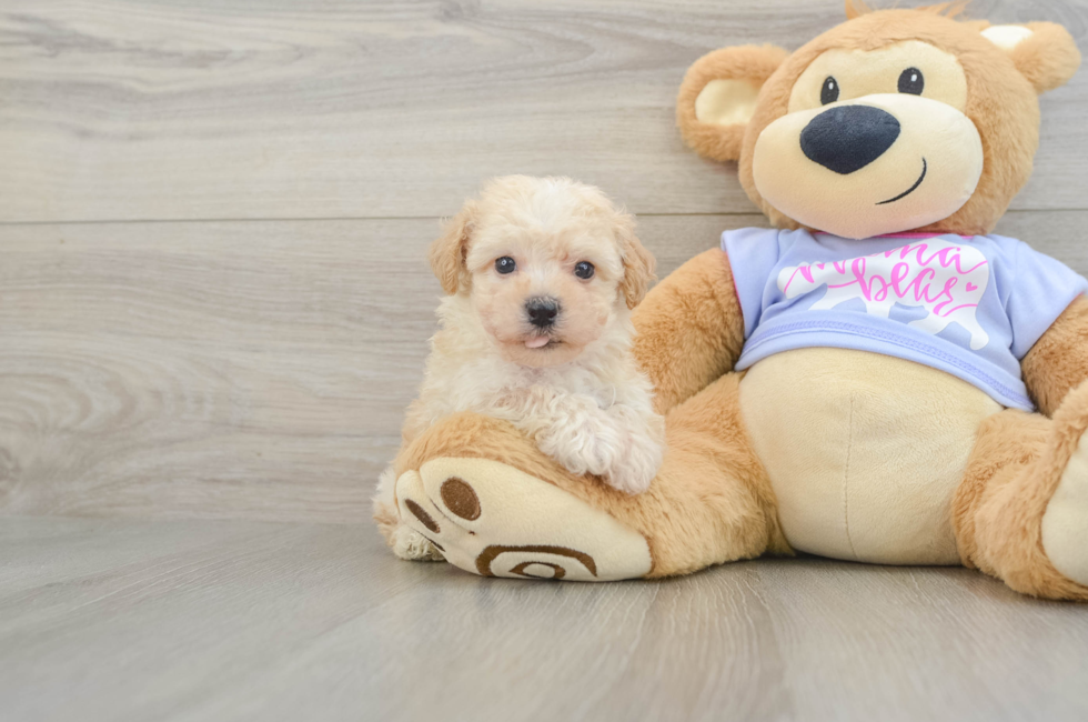 5 week old Poochon Puppy For Sale - Windy City Pups
