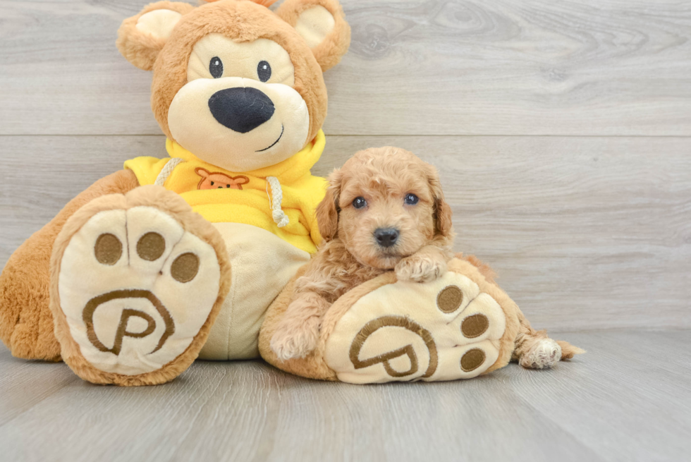 Friendly Poochon Baby