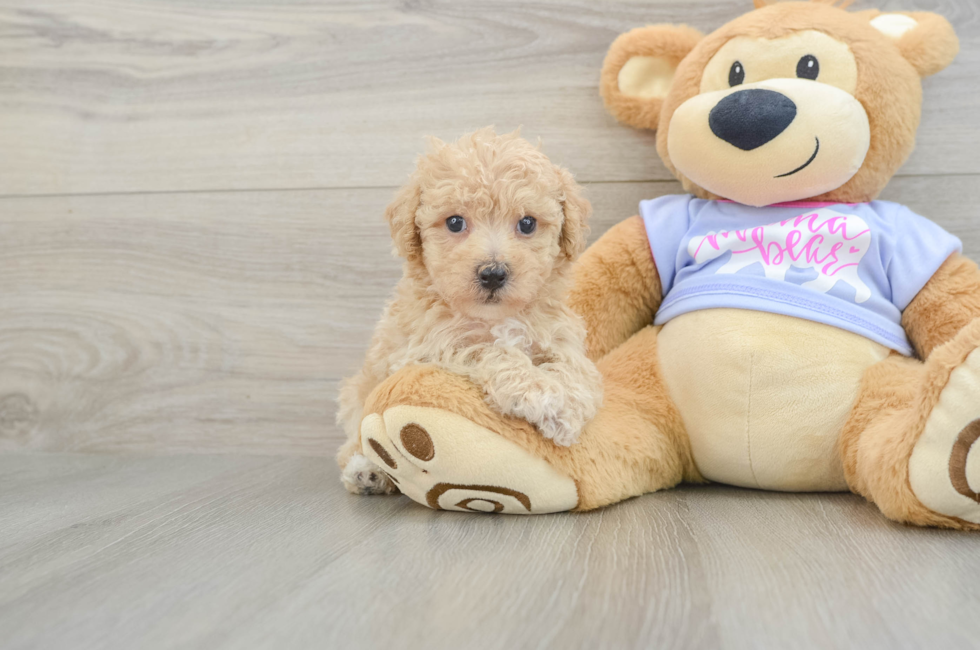 5 week old Poochon Puppy For Sale - Windy City Pups