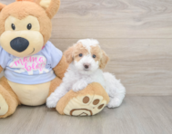 5 week old Poochon Puppy For Sale - Windy City Pups