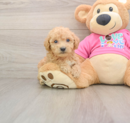 6 week old Poochon Puppy For Sale - Windy City Pups