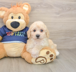 6 week old Poochon Puppy For Sale - Windy City Pups
