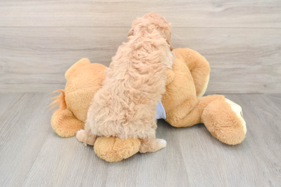 Poochon Pup Being Cute