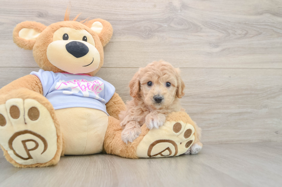 Poochon Pup Being Cute