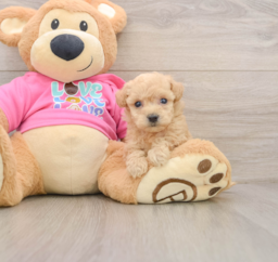 6 week old Poochon Puppy For Sale - Windy City Pups