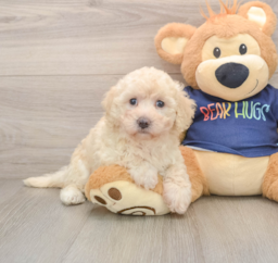 6 week old Poochon Puppy For Sale - Windy City Pups