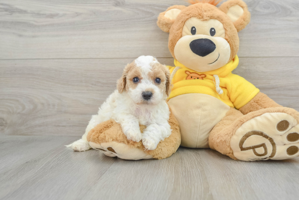 Popular Poochon Poodle Mix Pup