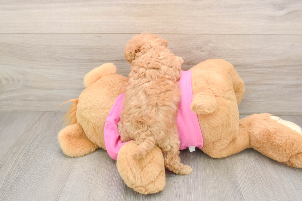 Energetic Bichpoo Poodle Mix Puppy