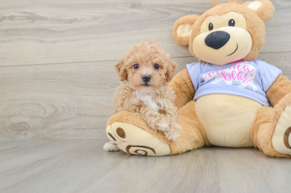 5 week old Poochon Puppy For Sale - Windy City Pups