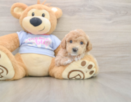 5 week old Poochon Puppy For Sale - Windy City Pups