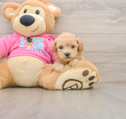 6 week old Poochon Puppy For Sale - Windy City Pups
