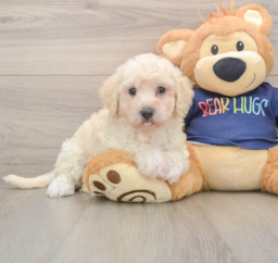 6 week old Poochon Puppy For Sale - Windy City Pups