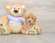 6 week old Poochon Puppy For Sale - Windy City Pups