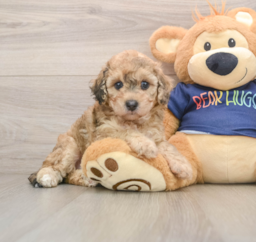 7 week old Poochon Puppy For Sale - Windy City Pups