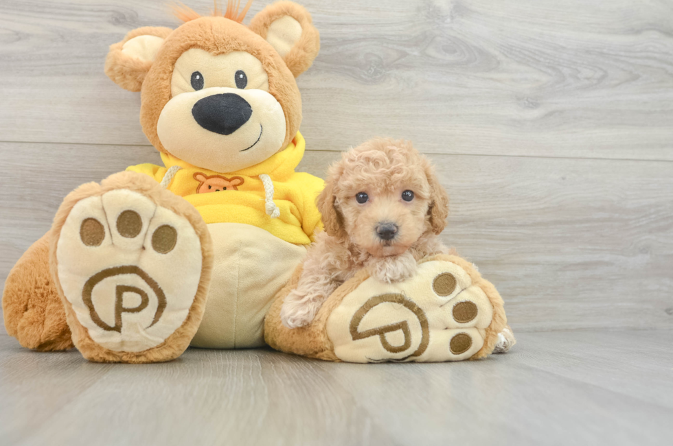 6 week old Poochon Puppy For Sale - Windy City Pups