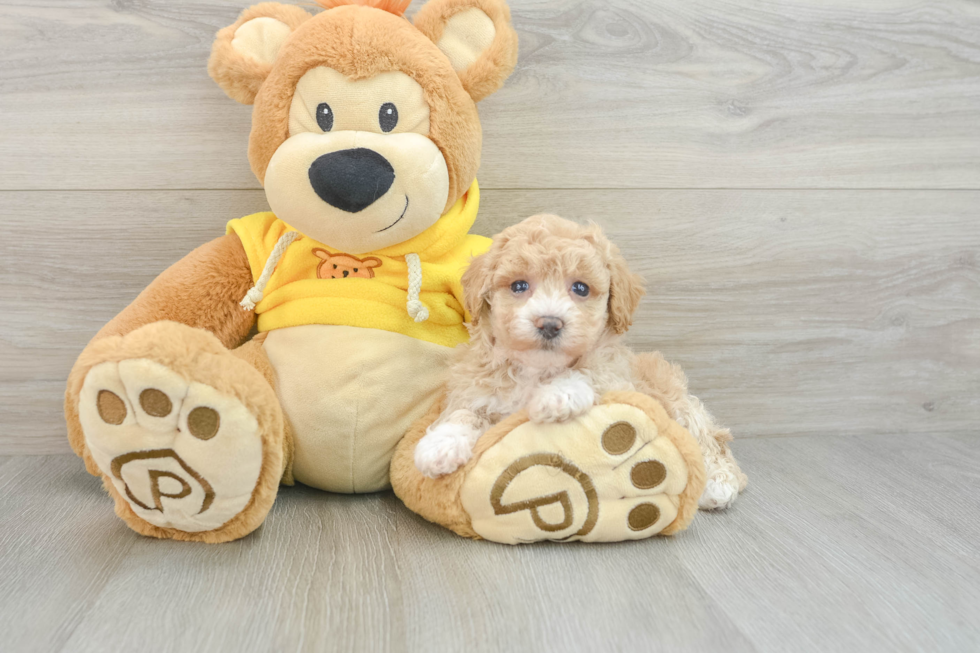 Smart Poochon Poodle Mix Pup