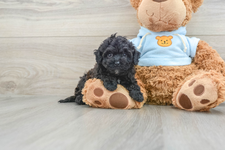 Smart Poochon Poodle Mix Pup