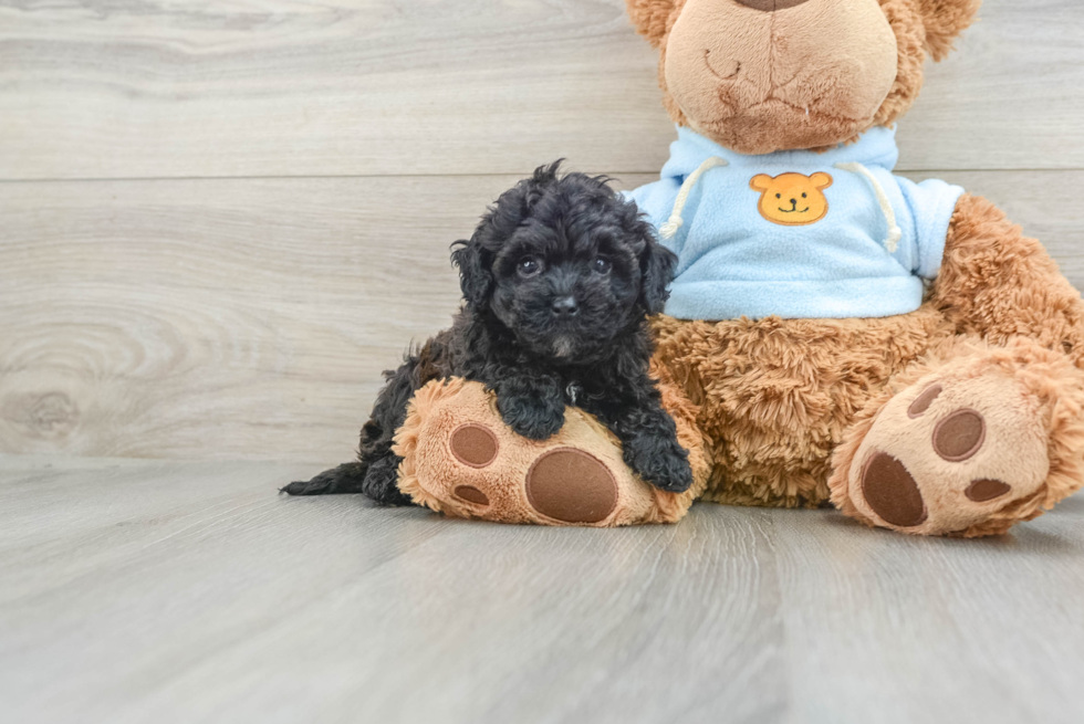 Smart Poochon Poodle Mix Pup