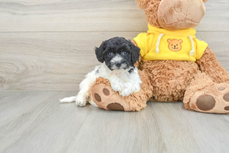 Funny Poochon Poodle Mix Pup