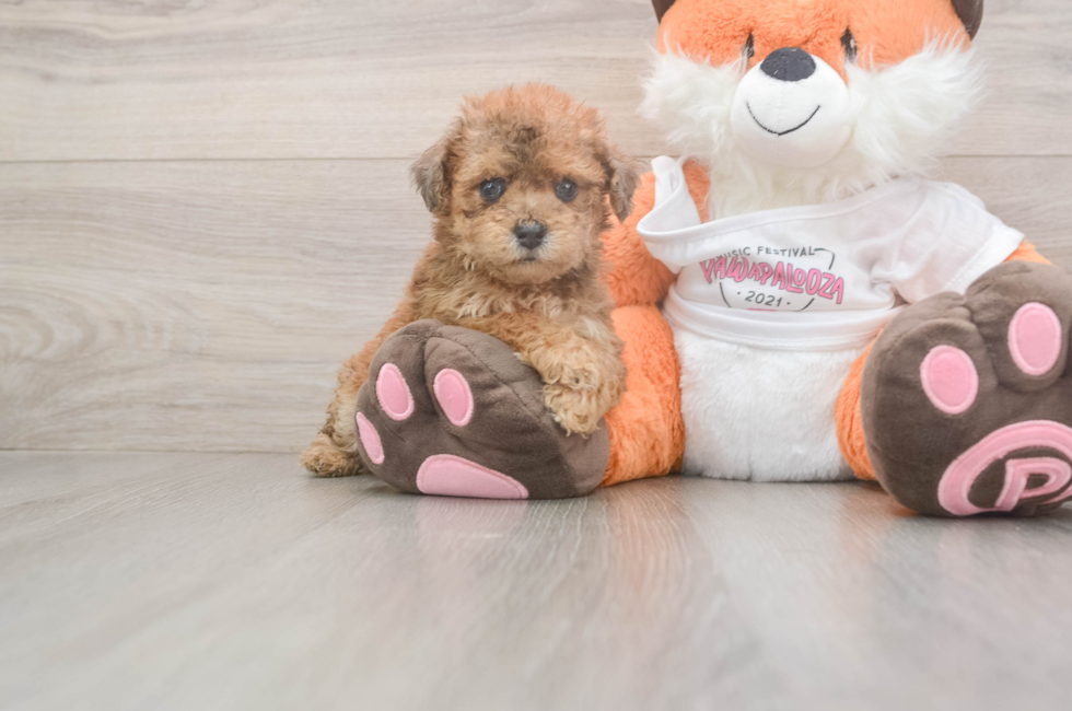 5 week old Poochon Puppy For Sale - Windy City Pups