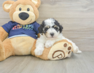 5 week old Poochon Puppy For Sale - Windy City Pups