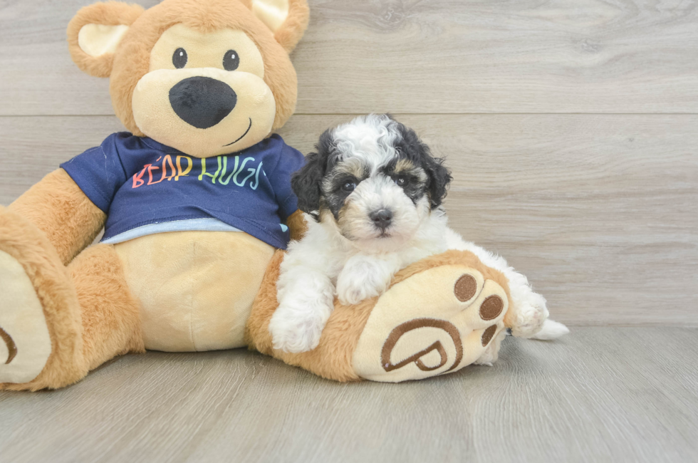 5 week old Poochon Puppy For Sale - Windy City Pups