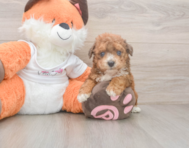 8 week old Poochon Puppy For Sale - Windy City Pups