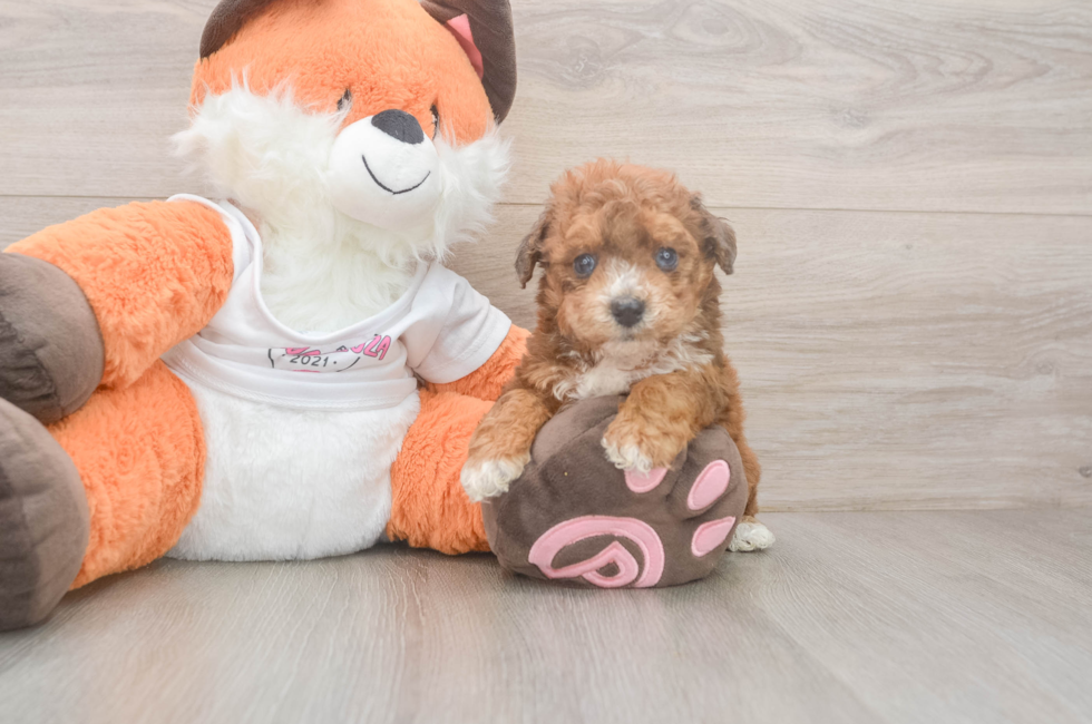 5 week old Poochon Puppy For Sale - Windy City Pups