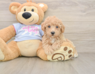 5 week old Poochon Puppy For Sale - Windy City Pups