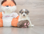 8 week old Poochon Puppy For Sale - Windy City Pups