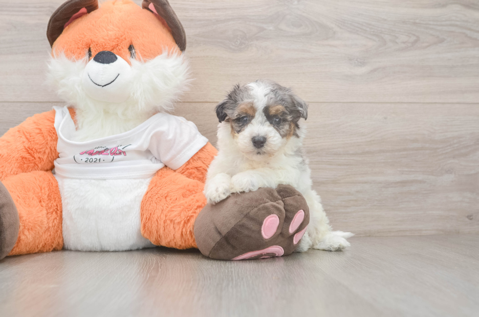 5 week old Poochon Puppy For Sale - Windy City Pups
