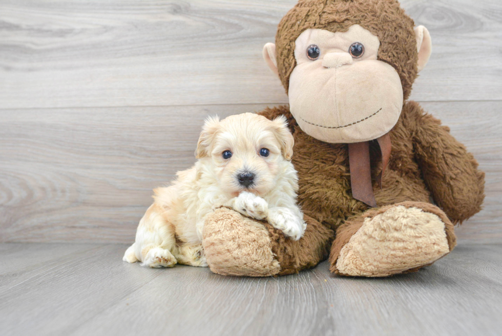 Little Bichpoo Poodle Mix Puppy