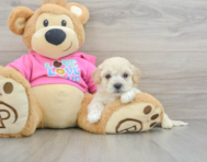 8 week old Poochon Puppy For Sale - Windy City Pups