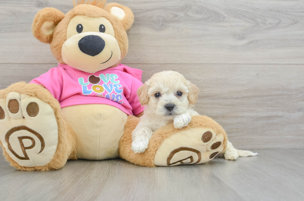 8 week old Poochon Puppy For Sale - Windy City Pups