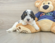 5 week old Poochon Puppy For Sale - Windy City Pups