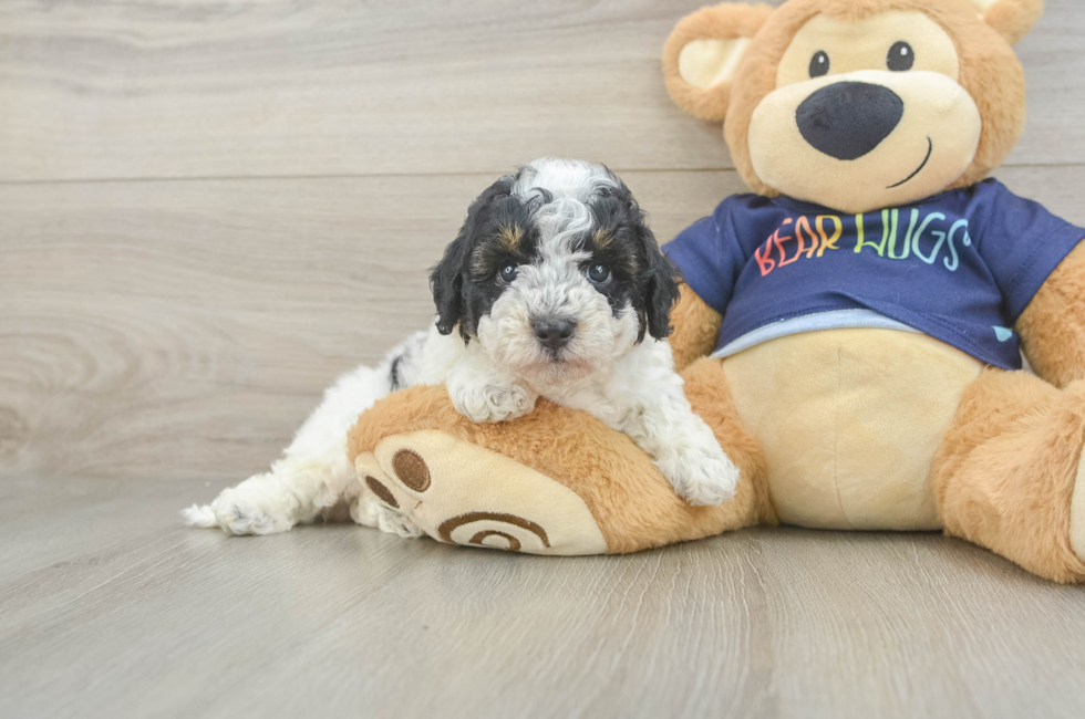 5 week old Poochon Puppy For Sale - Windy City Pups