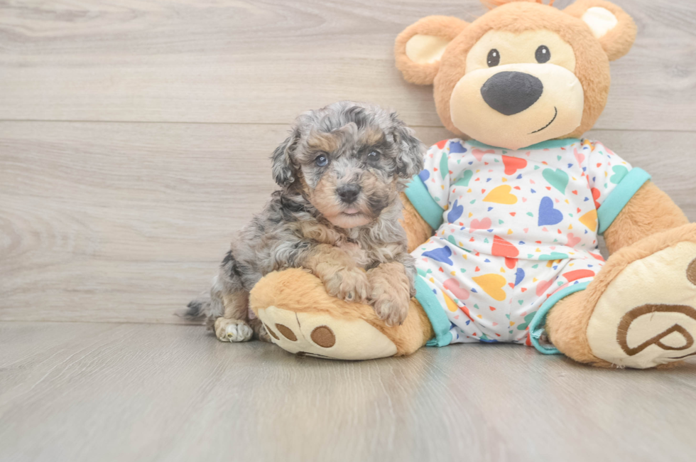 5 week old Poochon Puppy For Sale - Windy City Pups