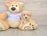 7 week old Poochon Puppy For Sale - Windy City Pups