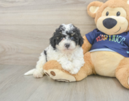 5 week old Poochon Puppy For Sale - Windy City Pups