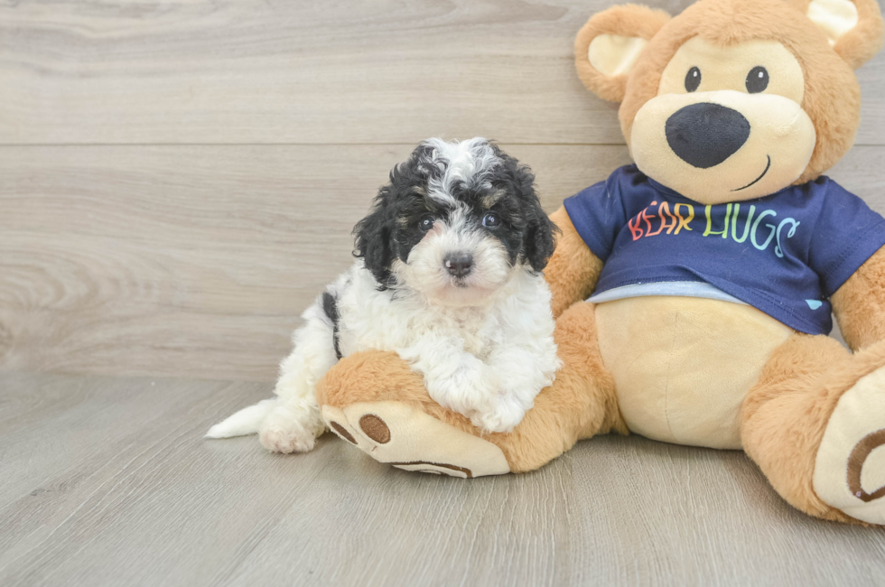 5 week old Poochon Puppy For Sale - Windy City Pups
